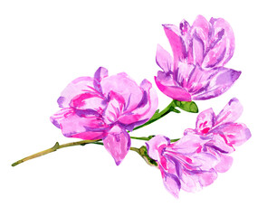 Watercolor pink magnolia, branch isolated on white