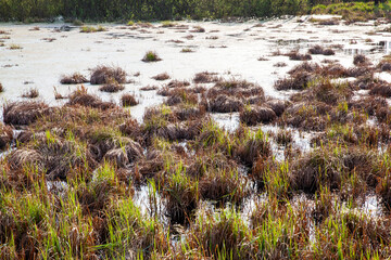 different plants growing on the territory of a swamp, and water on the territory of a swampy area