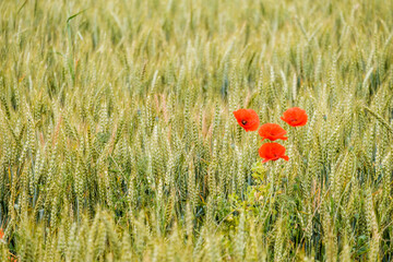 Field with wheat crops, where poppies appear between the ears, in a rural area of Spain.