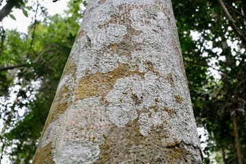 textured surface and Lichen Moss on wood in the forest