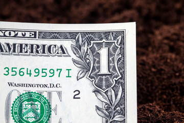 American cash dollars buried in the soil