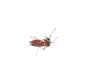Mosquito lying dead white background