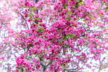 A scattering of beautiful pink-red inflorescences of the Redbuds tree close-up as a natural background. Wonderful flowers in May in North America