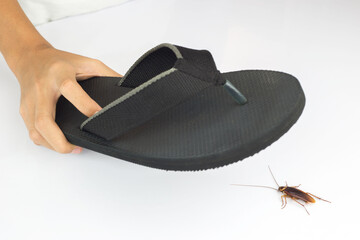 Hand picked black slippers hit cockroaches on white table. The concept of prevention and removal of...