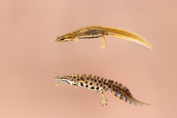 Smooth newt (Lissotriton vulgaris) pair - female up and male below