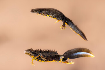 Great crested newt (Triturus cristatus) pair - female up and male below