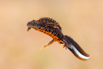Male great crested newt (Triturus cristatus) in breeding colors