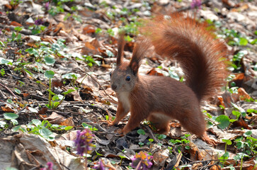 Naklejka na ściany i meble Red squirrel with white tummy against the old leaves and young spring greenery background of the park. Wild animals outdoors photo.