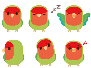 コザクラインコ　セット