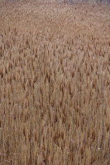 View of the reeds in the national park. The photo was taken on a cloudy autumn day