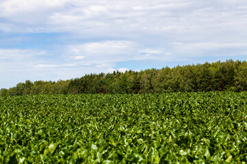 Fototapeta na wymiar agricultural field with growing sugar beet for the production of sugar
