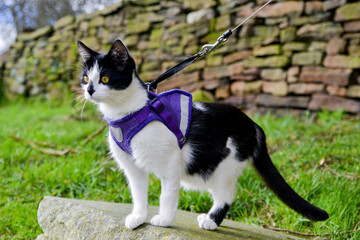 Adorable black and white cat on a lead looking into the distance. 