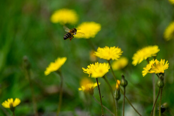 Polinización de las abejas en la primavera