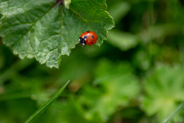 Insecto mariquita encima de hoja