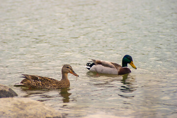 Pareja de Pato de collar o Anas platyrhynchos en estanque en libertad