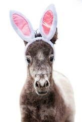 Funny pony foal with bunny ears on its head isolated on white background