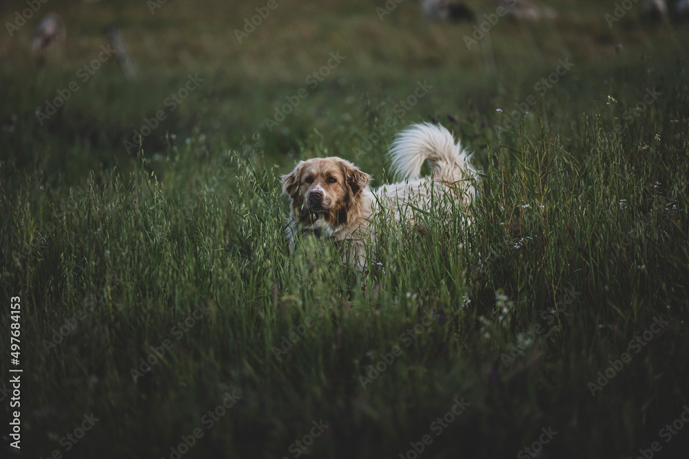 Poster golden retriever puppy