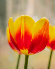Tulip