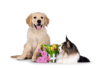 Golden Retriever pup and Maine Coon cat sitting and laying beside colorful easter decorations. Pup looking towards camera. Isolated on a white background. Tongue out.