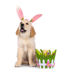 Golden Retriever pup sitting beside colorful easter decorations wearing bunny ears. Pup looking towards camera. Isolated on a white background. Tongue out.