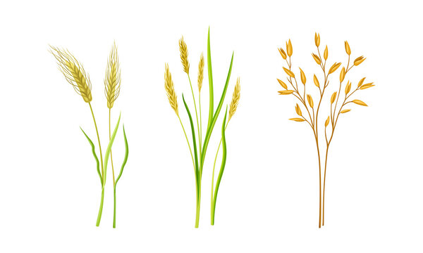 Cereal plants set. Stalks of grain plants vector illustration