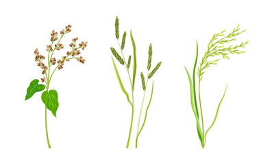 Cereal plants spikelets, agricultural organic products vector illustration