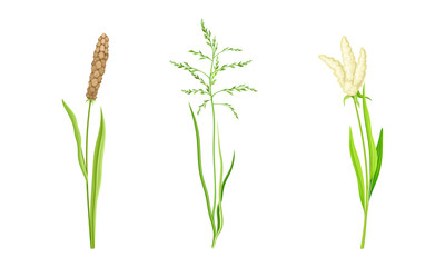 Cereal spikelets grain plants set. Agricultural organic product vector illustration