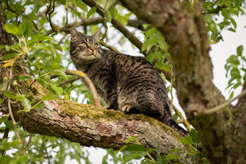 A tabby cat sitting in the tree, watching curiously and attentively. Tree branches with green leaves. European shorthair cat. Spring and summer mood.