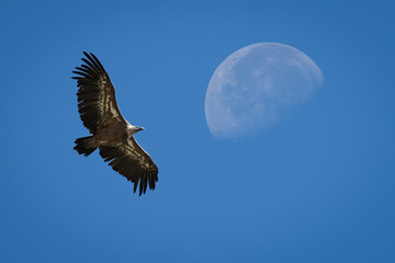 Vulture and moon