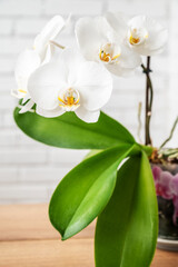Phalaenopsis orchid plant with delicate white flowers and green leaves close up