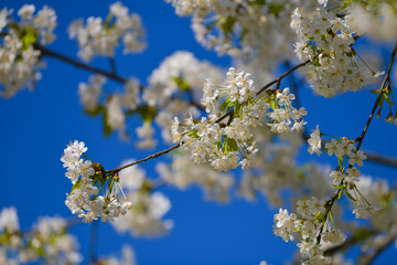 Beautiful white spring blossom flowers in a tree photographed against blue sky. Floral photography.