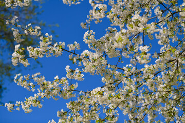 Beautiful white spring blossom flowers in a tree photographed against blue sky. Floral photography.