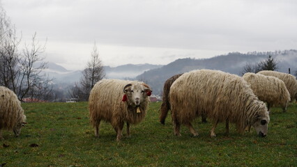 Obraz premium sheep in the field