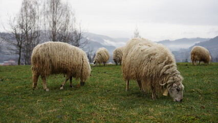 Obraz premium sheep graze in mountain meadows