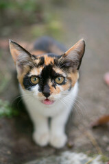 Obraz premium 可愛らしい瞳でおねだりする子猫