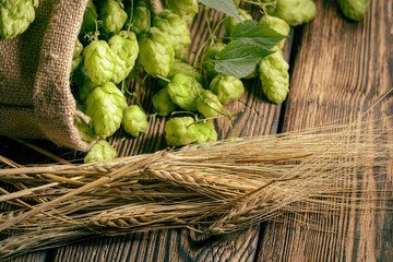 The main brewery ingredients- are green hop cones in a linen sack and barley ears on a rustic...