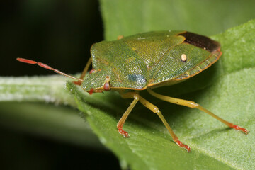 Palomena prasina with visible parasites on its shield