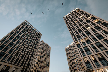 Fototapeta premium Modern city district, low angle view. Flock of birds flying over high buildings in the sky.