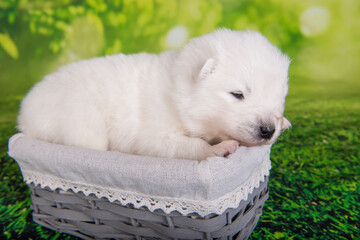 White small Samoyed puppy dog on green grass background