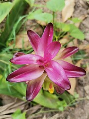 Curcuma sessilis in​ the​ garden​