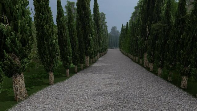 Alley of cedar trees in a garden, rain falling over, 4K