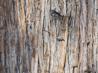 Pine bark. The texture of the bark. longitudinal lines. Beautiful background. Abstraction. Place for text. Copy space. Horizontally
