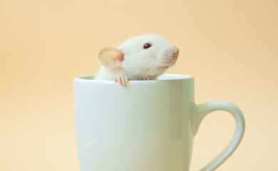 Small cute white mouse in a cup