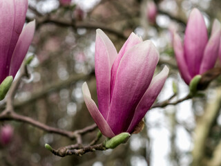 Obraz premium The magnolia is blooming. Close-up of bright pink half-open magnolia flowers on the branches. Spring. Horizontally