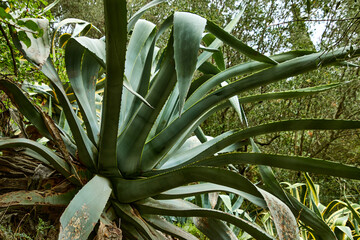 Agaven, Kakteen, tropisch, exotisch, Landschaft, Natur.