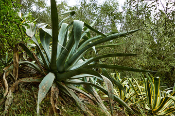 Agaven, Kakteen, tropisch, exotisch, Landschaft, Natur.