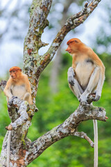 proboscis monkey or nasalis larvatus