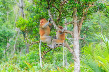 proboscis monkey or nasalis larvatus