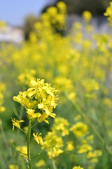 菜の花畑