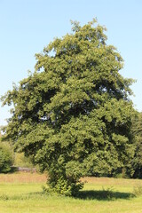 Freistehender Baum